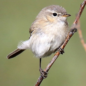 Mountain Chiffchaff